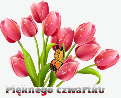 Pięknego czwartku tulipany